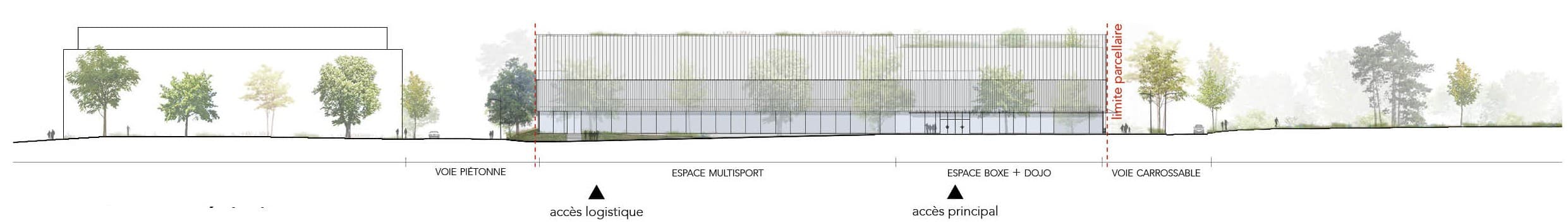 Profil urbain au 1/500 depuis la voie piétonne jusqu'à la voie carrossable, montrant la silhouette basse du bâtiment entre les arbres existants, avec l'espace multisport et l'espace boxe/dojo délimités par la limite parcellaire.